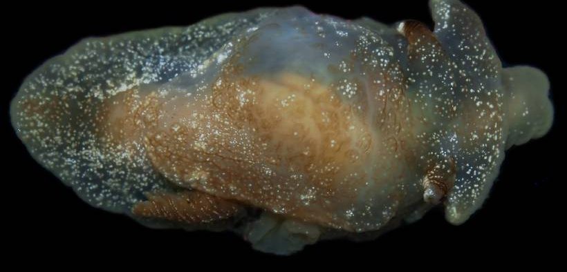 New Species of Sea Slug Discovered in UK Waters