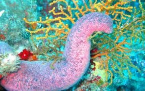 OVERHARVESTED SEA CUCUMBERS