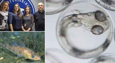 Cod can adjust to climate change | Marine Science