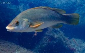 ance of marine fish that move towards poles to avoid rising sea temperatures