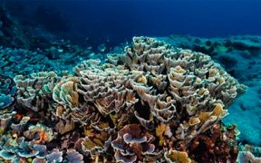 Deep parts of Great Barrier Reef insulated from global warming - for now