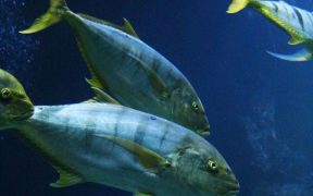 ISSF Releases Global Tuna Report