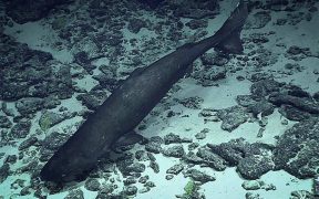 New study sheds light on Alaska's largest most mysterious Shark