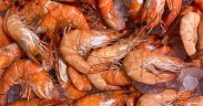 Shrimp allegations being investigated
