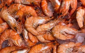 Shrimp allegations being investigated