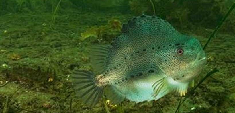 TRANSATLANTIC GENOMIC DIVERGENCE IN LUMPFISH