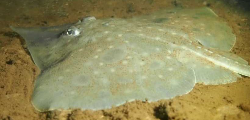 CALL FOR HABITAT PROTECTION