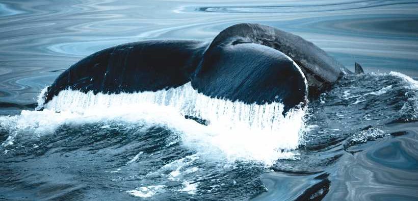 DRAFT OF CANADA’S OCEAN NOISE STRATEGY