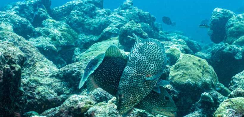 FISHING IS CAUSING FRIGHTENED FISH