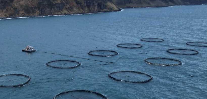 ORGANIC SEA HARVEST “DISAPPOINTED”