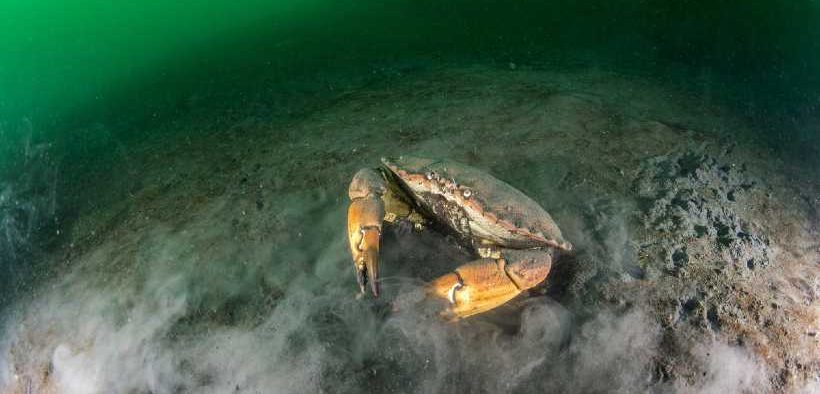 SCIENTISTS TRACE POLLUTANTS FROM BROWN CRAB