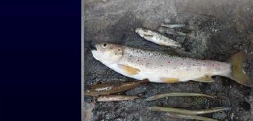 IFI PUBLISHES MAJOR NEW REPORT