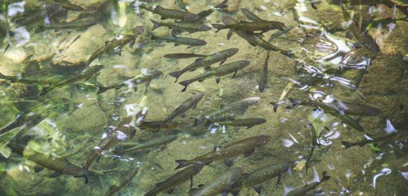 UK ONSHORE SALMON PROJECT AT RISK