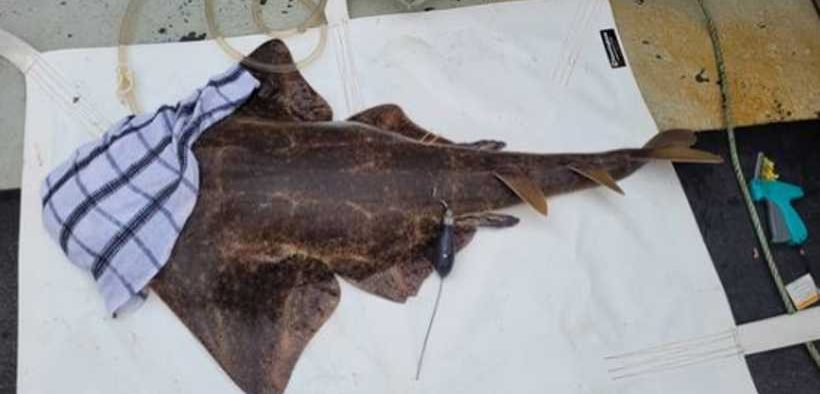 TWO CRITICALLY ENDANGERED ANGEL SHARK(1)
