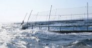 AQUACULTURE’S ROLE IN BUILDING A SUSTAINABLE FUTURE