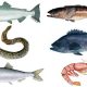 MICROPLASTICS WIDESPREAD IN SEAFOOD