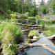 Beaver dams can improve water quality for wild swimmers and anglers, University of Stirling study shows