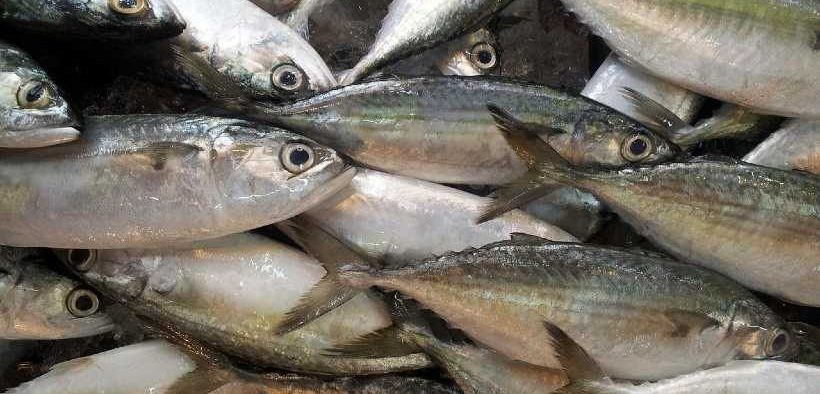  Europêche calls for meaningful inclusion of fisheries
