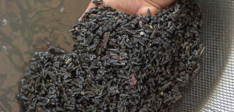 From pest to feed: Snail as supplemental diet for pompano?