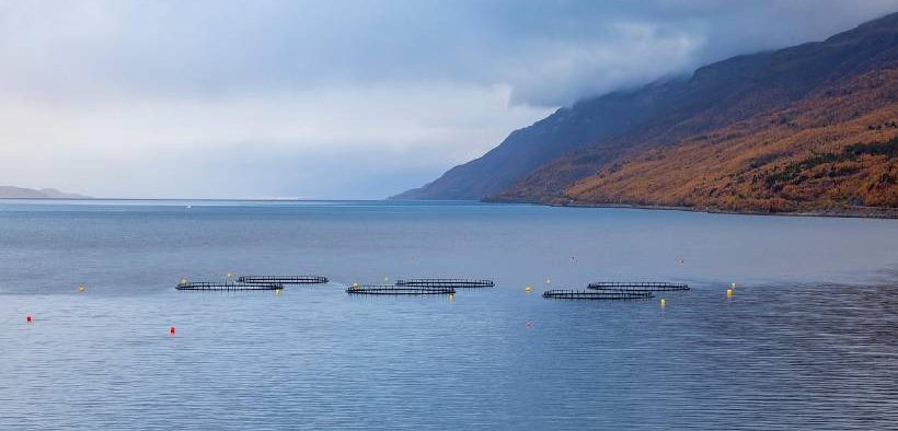 Is Sea Slaughter the Future