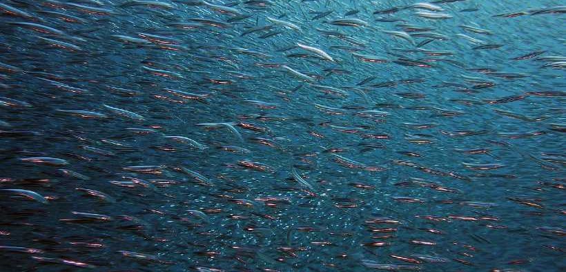 More meagre on our plates!