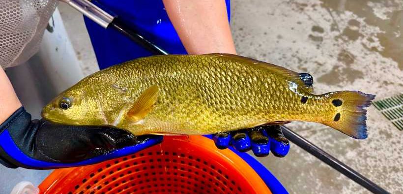 REDFISH ANNOUNCES FIRST HARVEST