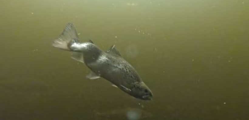 FIRST VIDEO EVIDENCE OF SICK SALMON