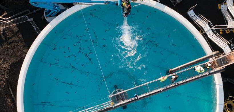 ICELANDIC AQUACULTURE COMPANY