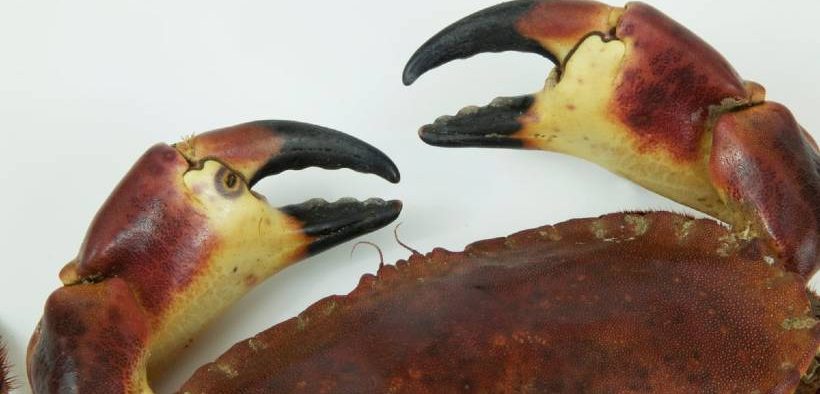 Become a Friend of the Shellfish Industry!