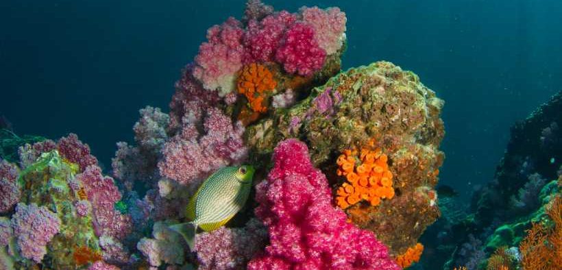 HIGH SEAS ALLIANCE CELEBRATES MAJOR STEP