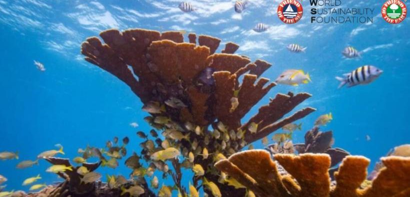 The Silent Scars of Beauty: Unmasking the True Cost of Coral.