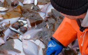 WHY EUROPE'S FISHERIES MANAGEMENT