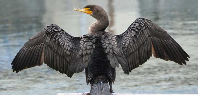NEW EUROPEAN PLAN AIMS TO CURB CORMORANT IMPACTS2