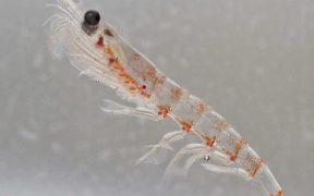 NEWLY PUBLISH RESEARCH ON KRILL BENEFITS