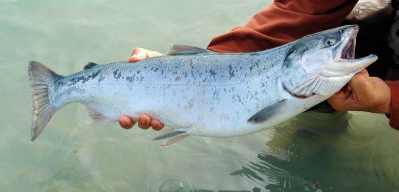 Charities demand legislation on salmon slaughter