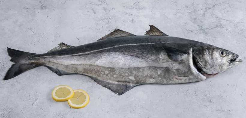 ALTERNATIVE FISH SPECIES COULD EDGE INTO SPOTLIGHT2