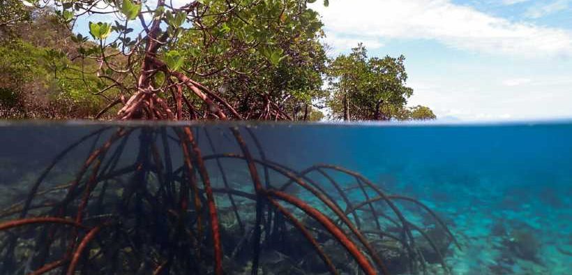 BLUE CARBON FINANCE TOOLBOX RELEASED