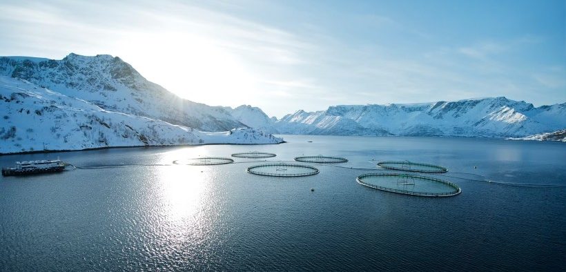 Norwegian farmed fish continues to be a safe choice