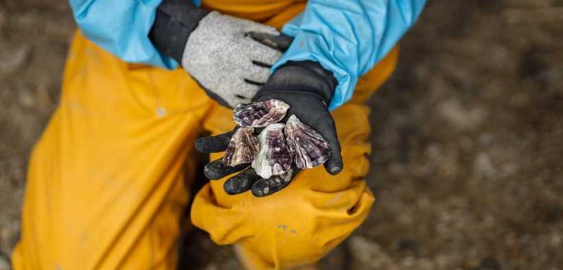 UNTAPPED POTENTIAL & REGULATORY HURDLES