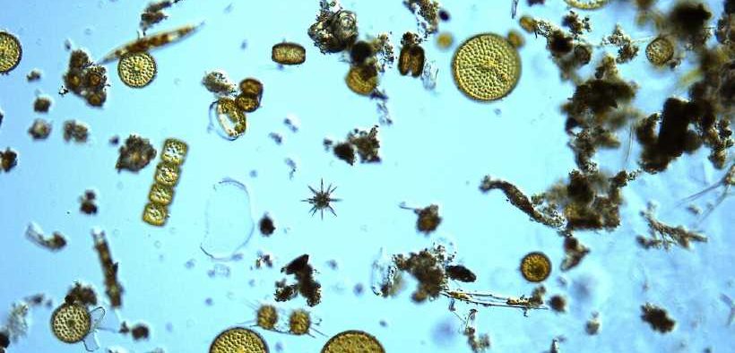 WHAT DECADES OF DATA ON PLANKTON POPULATIONS