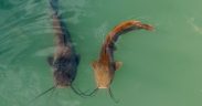 ASC LAUNCHES STAKEHOLDER CONSULTATION ON SPECIES