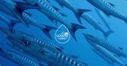 COLLABORATING FOR A BALANCED ECOSYSTEM APPROACH2