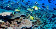 CORAL BLEACHING IN MAURITIUS
