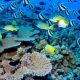 CORAL BLEACHING IN MAURITIUS