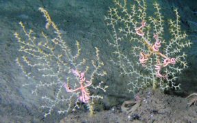 CSA OCEAN SCIENCES INC