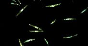 DIATOMS REVEAL SURVIVAL STRATEGY