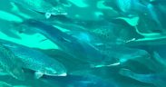 ESSENTIAL OILS SLASH SEA LICE IN SALMON