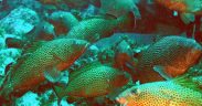 FAU STUDY DECODES A DECADE OF GROUPER GRUNTS