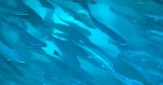 FISH AND SHELLFISH FARM CONSULTATION