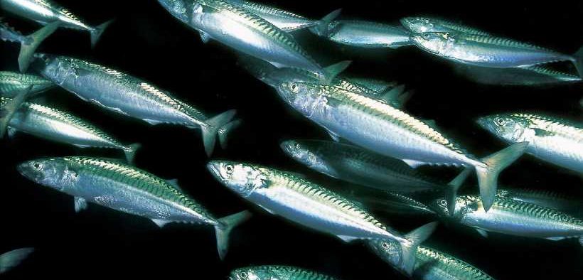 FISH FROM THE BARENTS SEA(1)